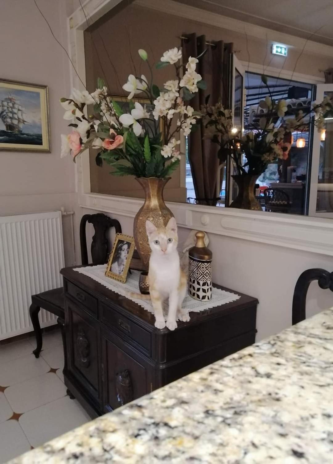 Фото Hotel Sirena Beach