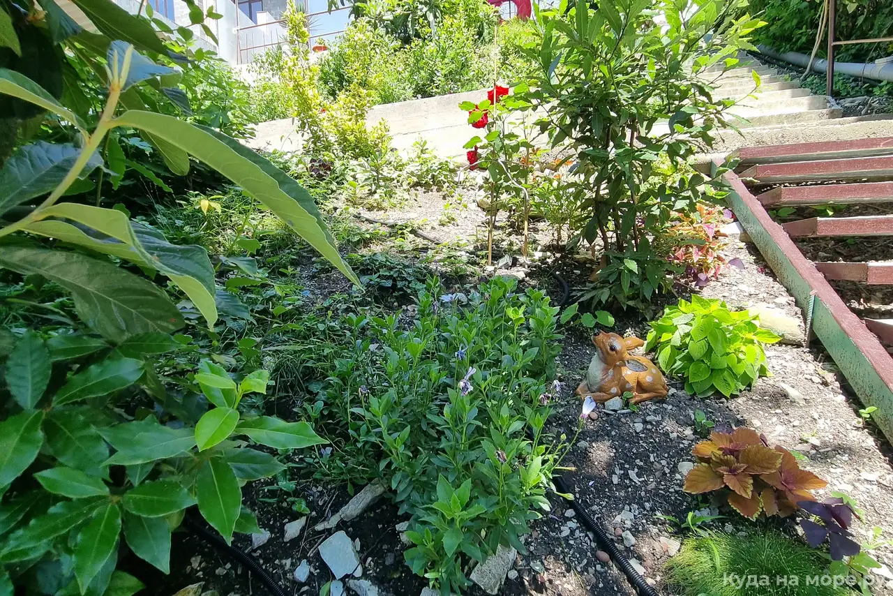 Фото Фундук