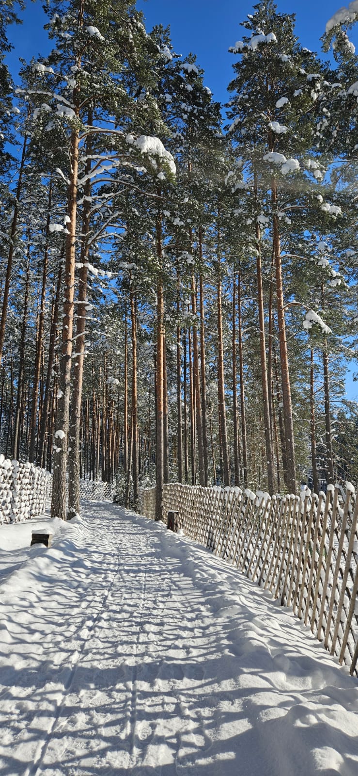 Фото Шишки на Лампушке