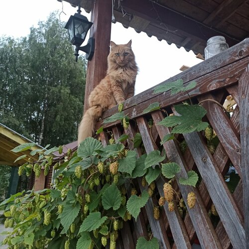 Гостиница Троицкий в Пудоже
