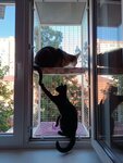 Кошкины Окошки (3-ya Trudovaya ulitsa, 102), artículos para animales al por mayor
