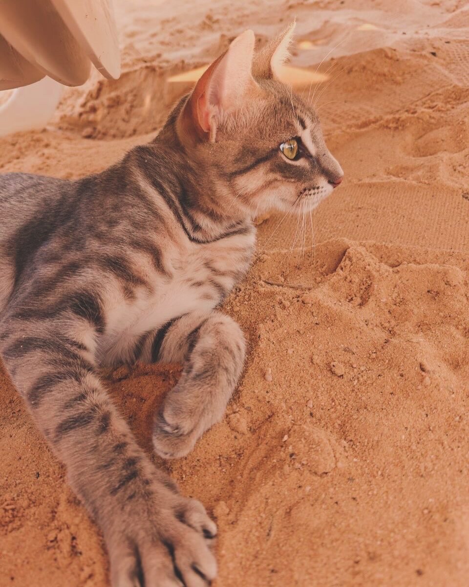 Фото Continental Plaza beach Resort