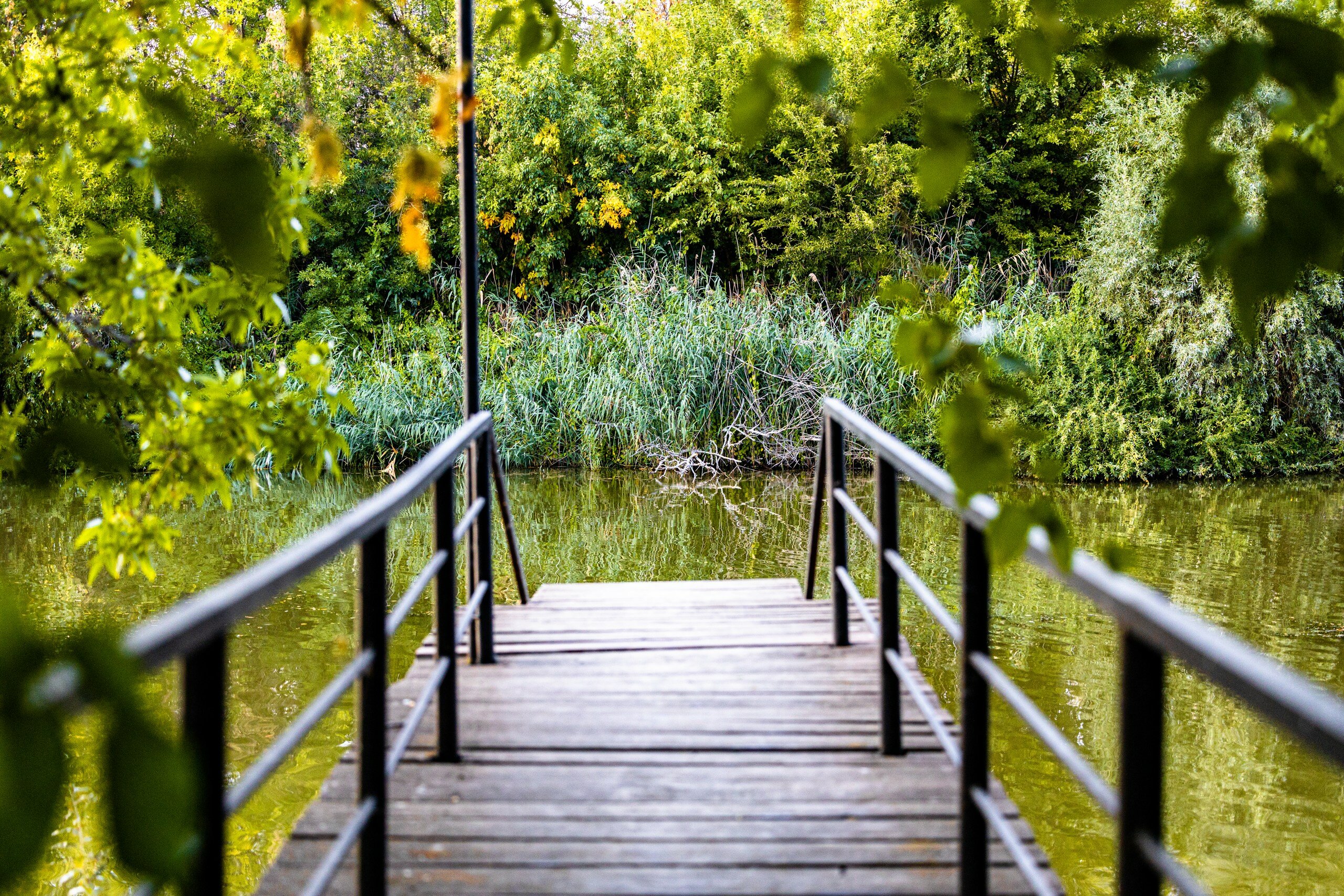 Фото Лесная