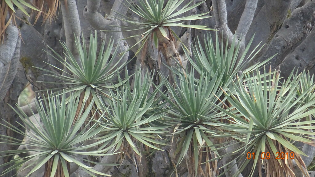 Landmark, attraction Drago de Milenario, Canary Islands, photo