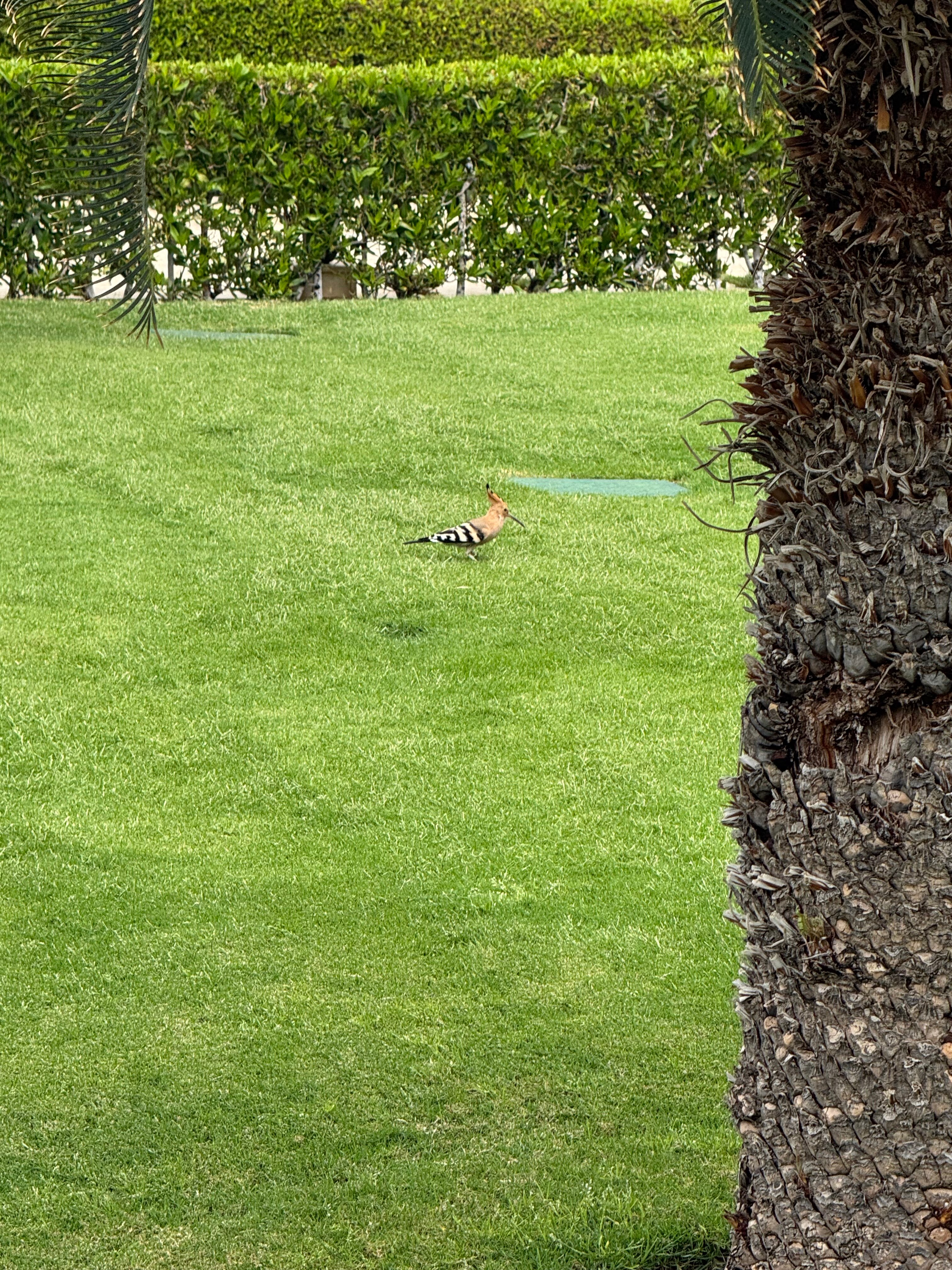 Фото Club Prive by Rixos Sharm El Sheikh