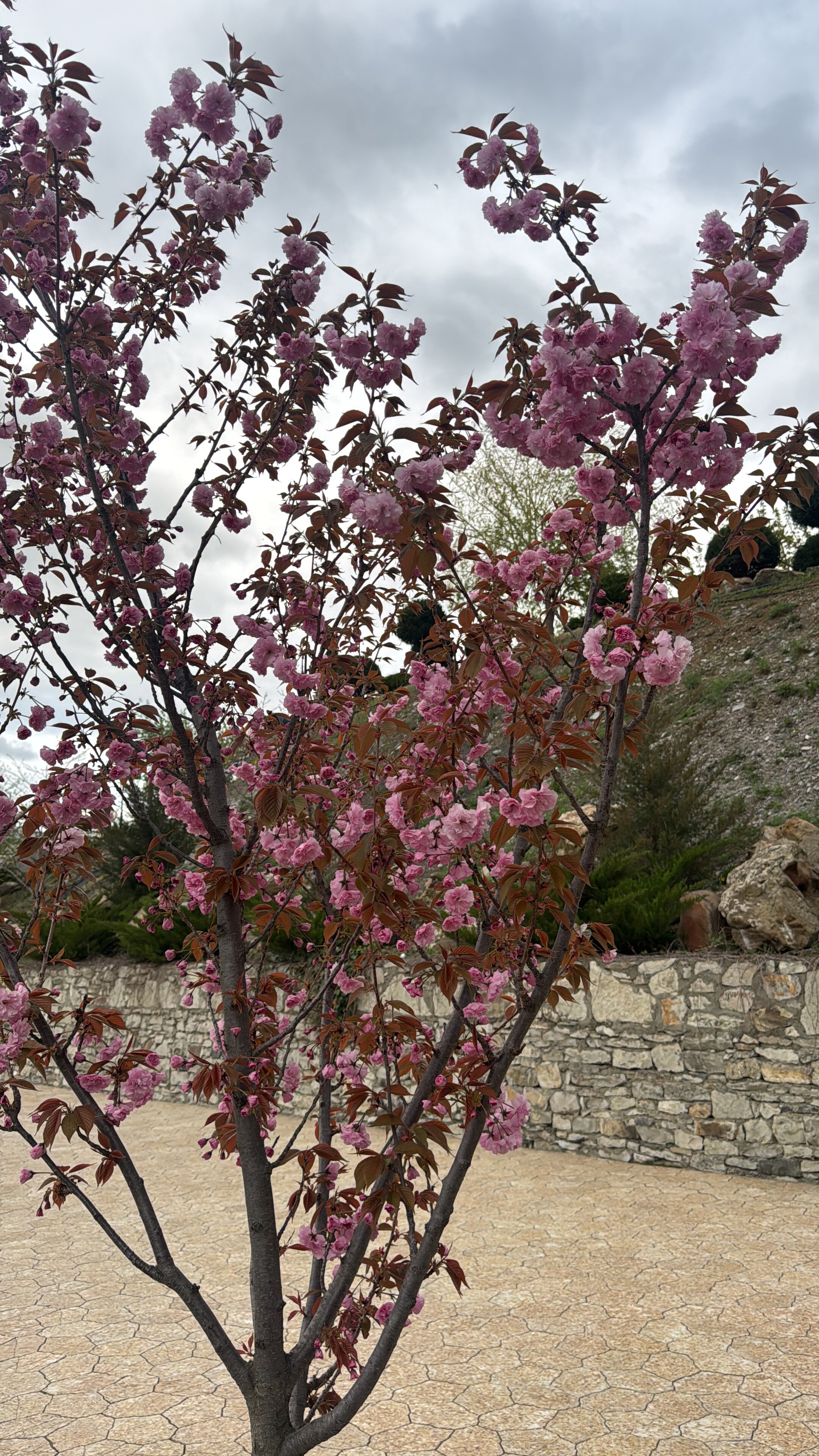 Фото У Хабиба