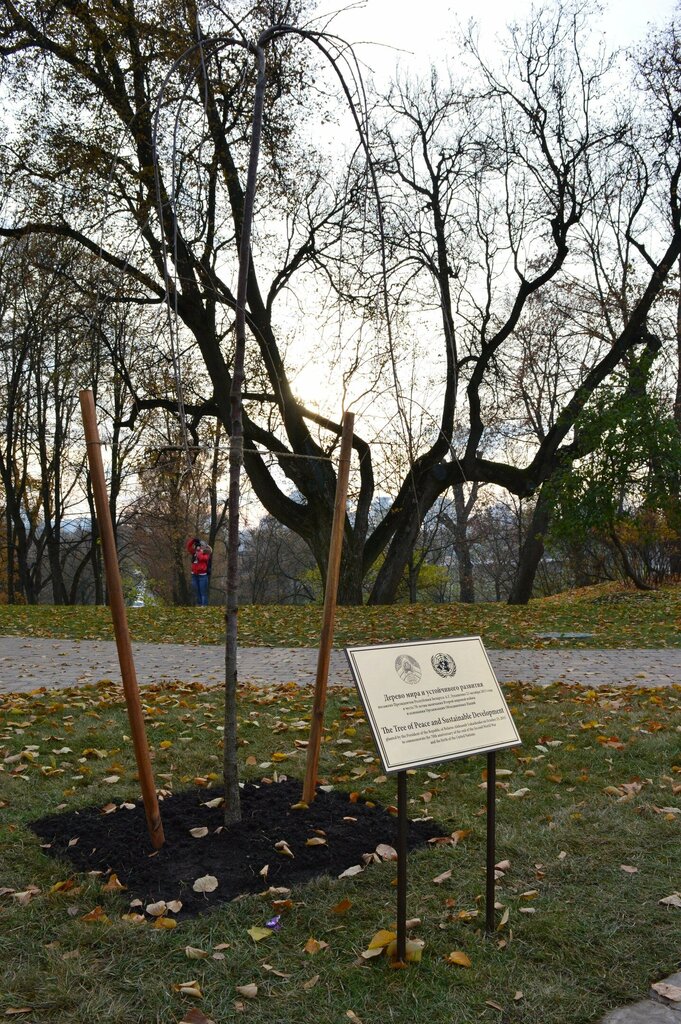 Nature Дерево мира и устойчивого развития, Minsk, photo