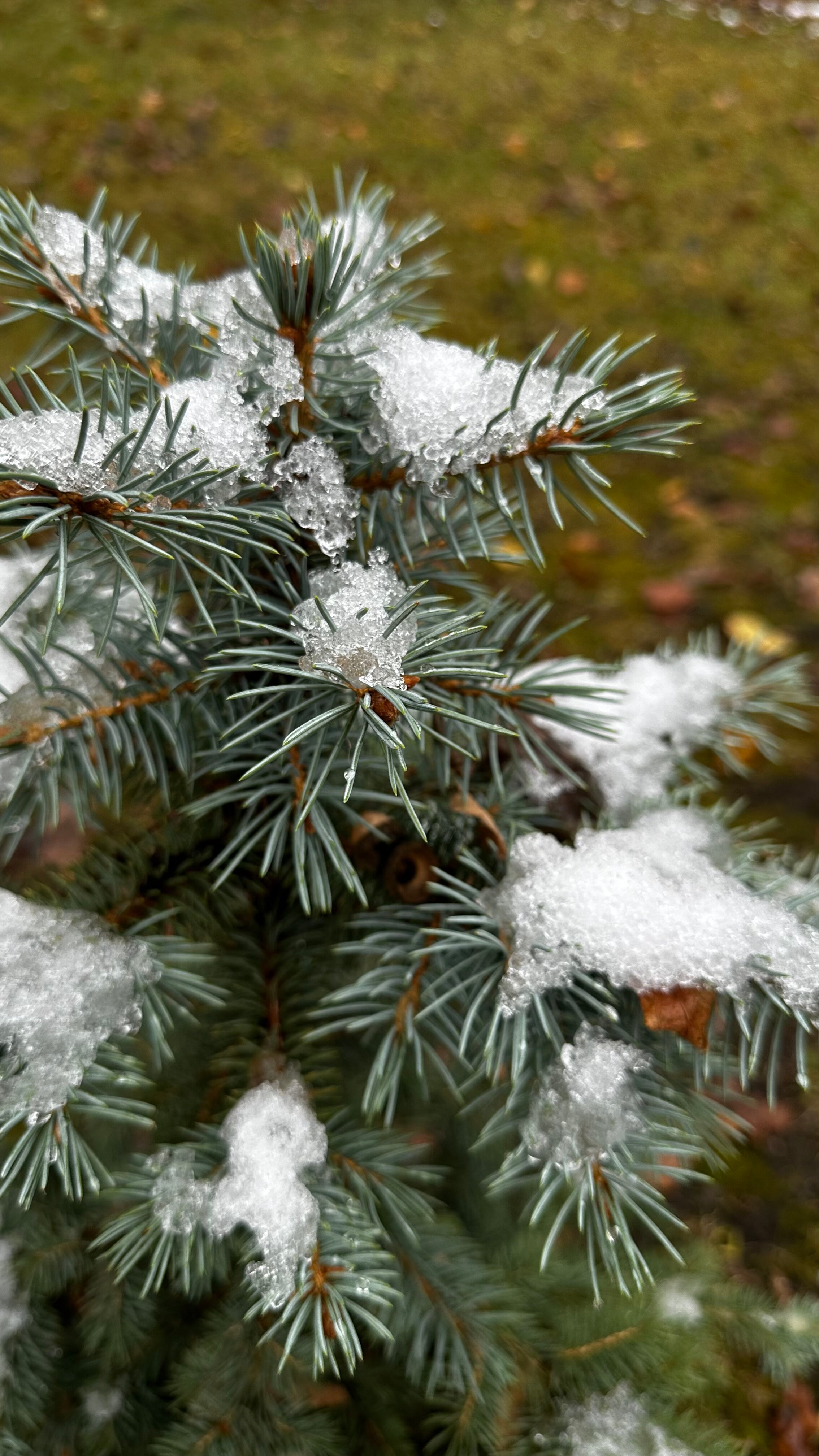 Фото Простые Радости