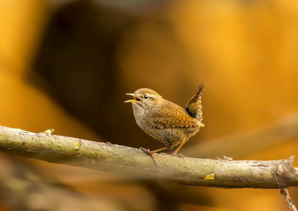 Observation deck Scenic Viewing Hill, Basiskele, photo