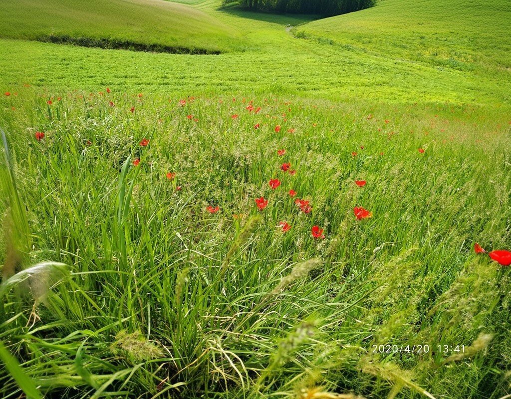 School Bilek Middle School, Besiri, photo