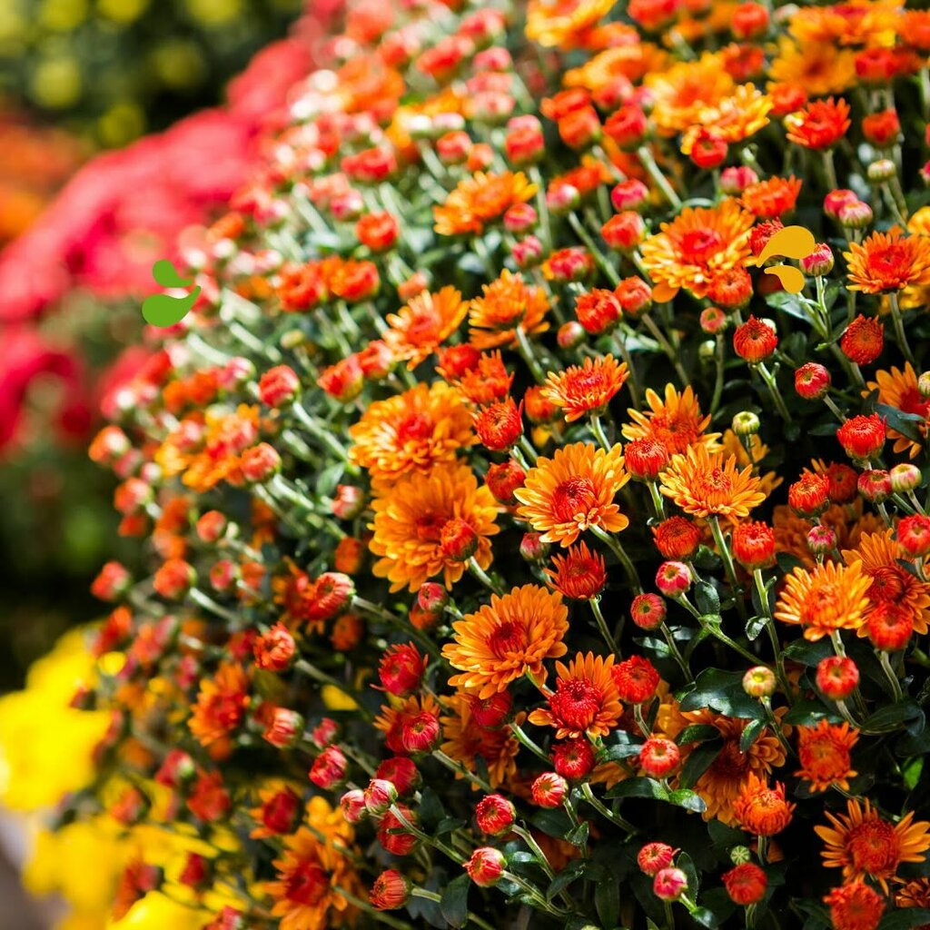 Flower market Ozsoydan Botanical Garden, Kushadasi, photo
