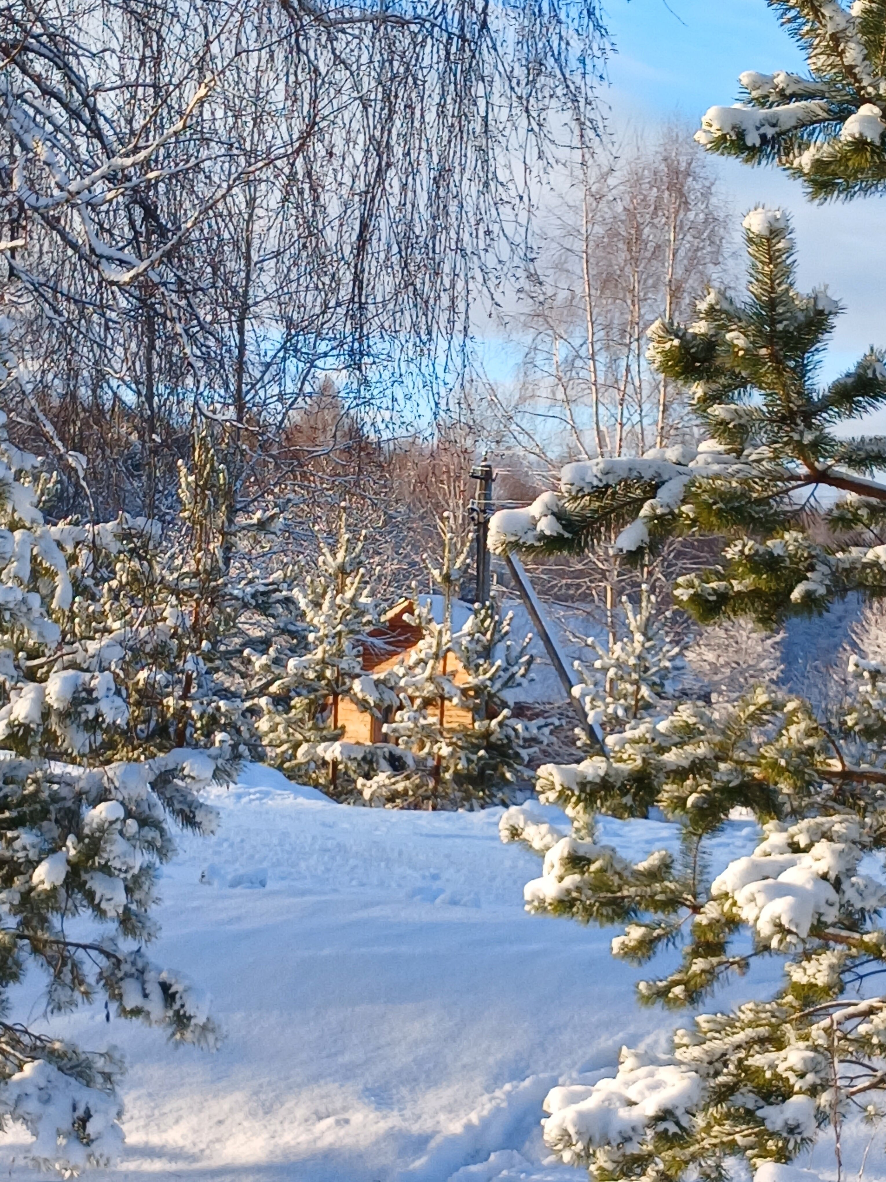 Фото Кедросад
