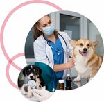 Al Amirat Pets Care (202/1, Sheikh Mohammed Bin Rashid Al Maktoum Road, Al Zorah, Zorah Sector, Ajman), pet salon