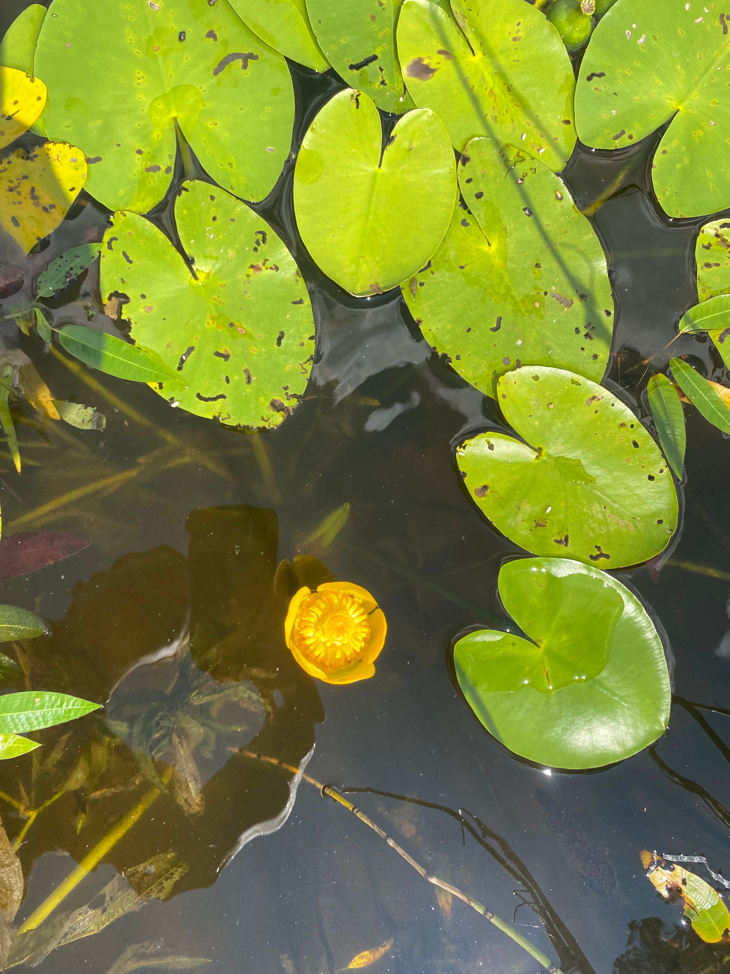 Фото Дом у озера