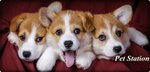 Puppies for Sale Bursa Bursa Puppies for Sale (Bursa, Osmangazi, Intizam Neighborhood, 11th Bahce Street, 32-42) ، متجر للحيوانات الأليفة