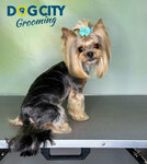 Dog City (ulitsa 25 Sentyabrya, 30В), pet salon