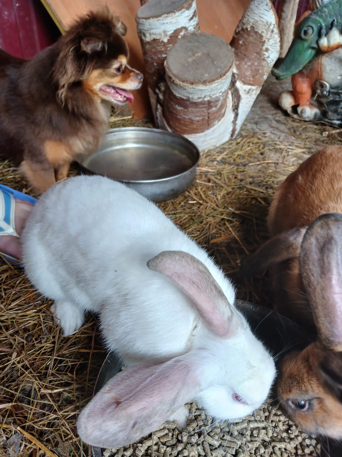 Фото Залесье