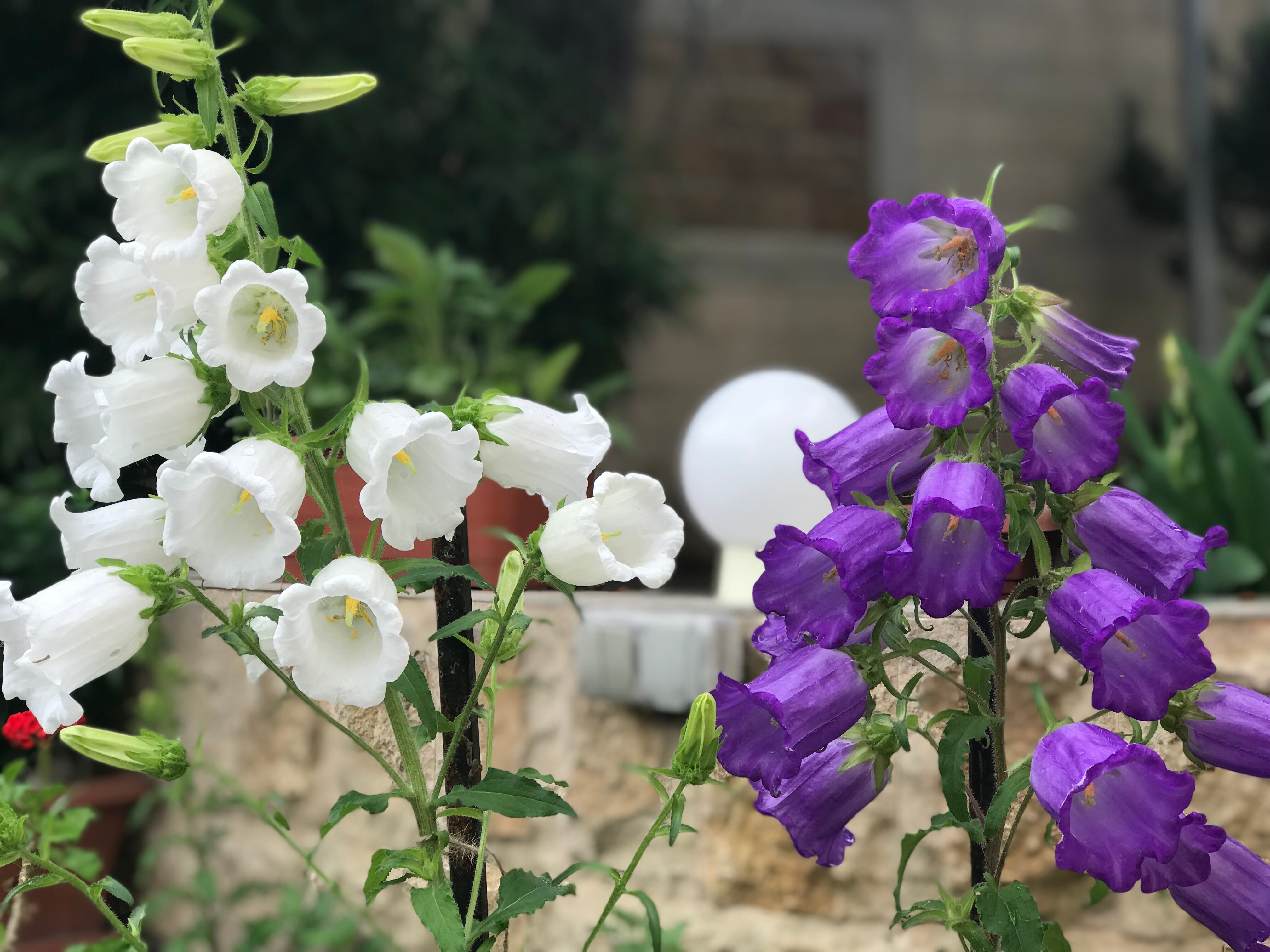 Фото Виктория