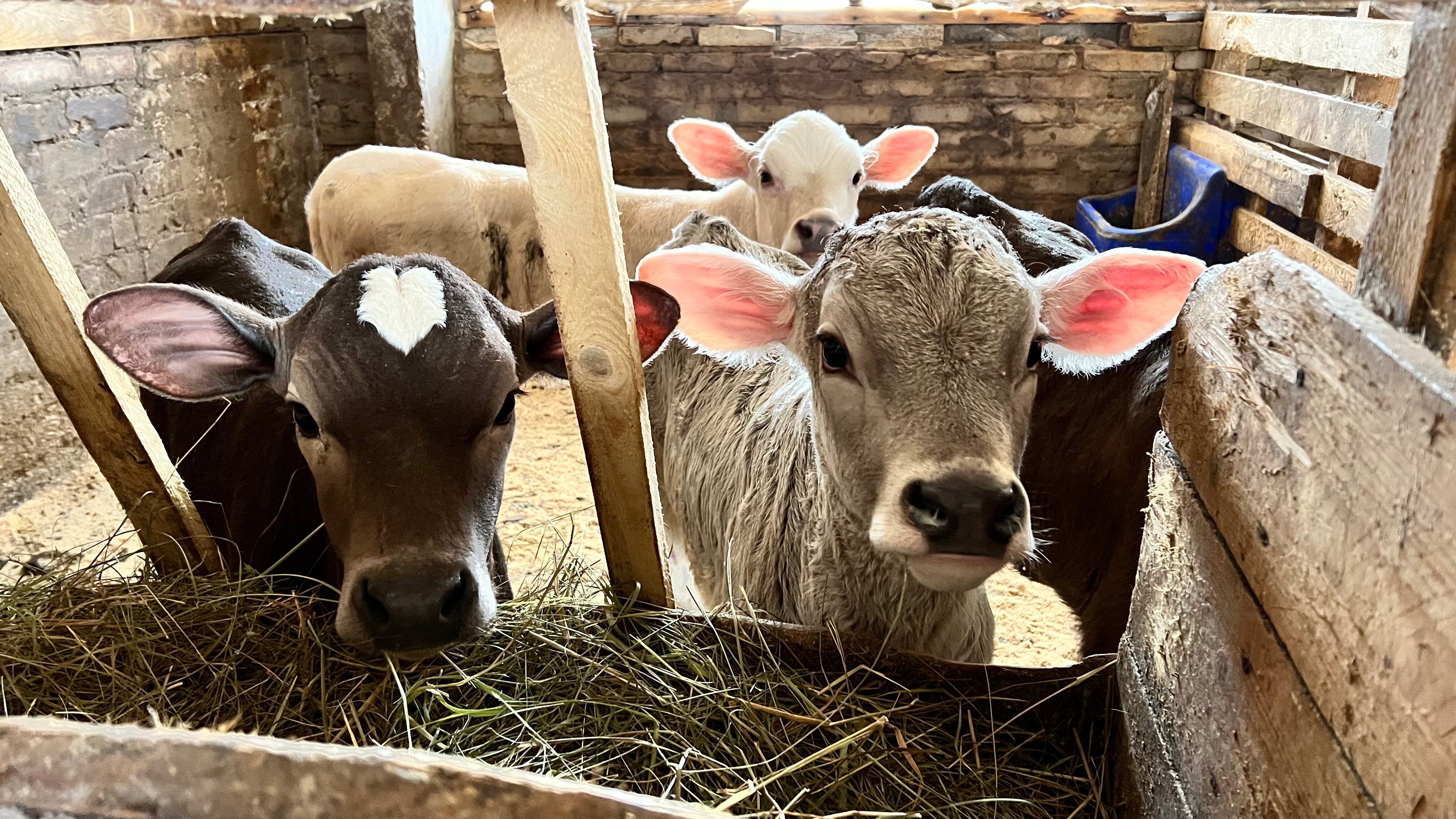 Фото Давыдовское