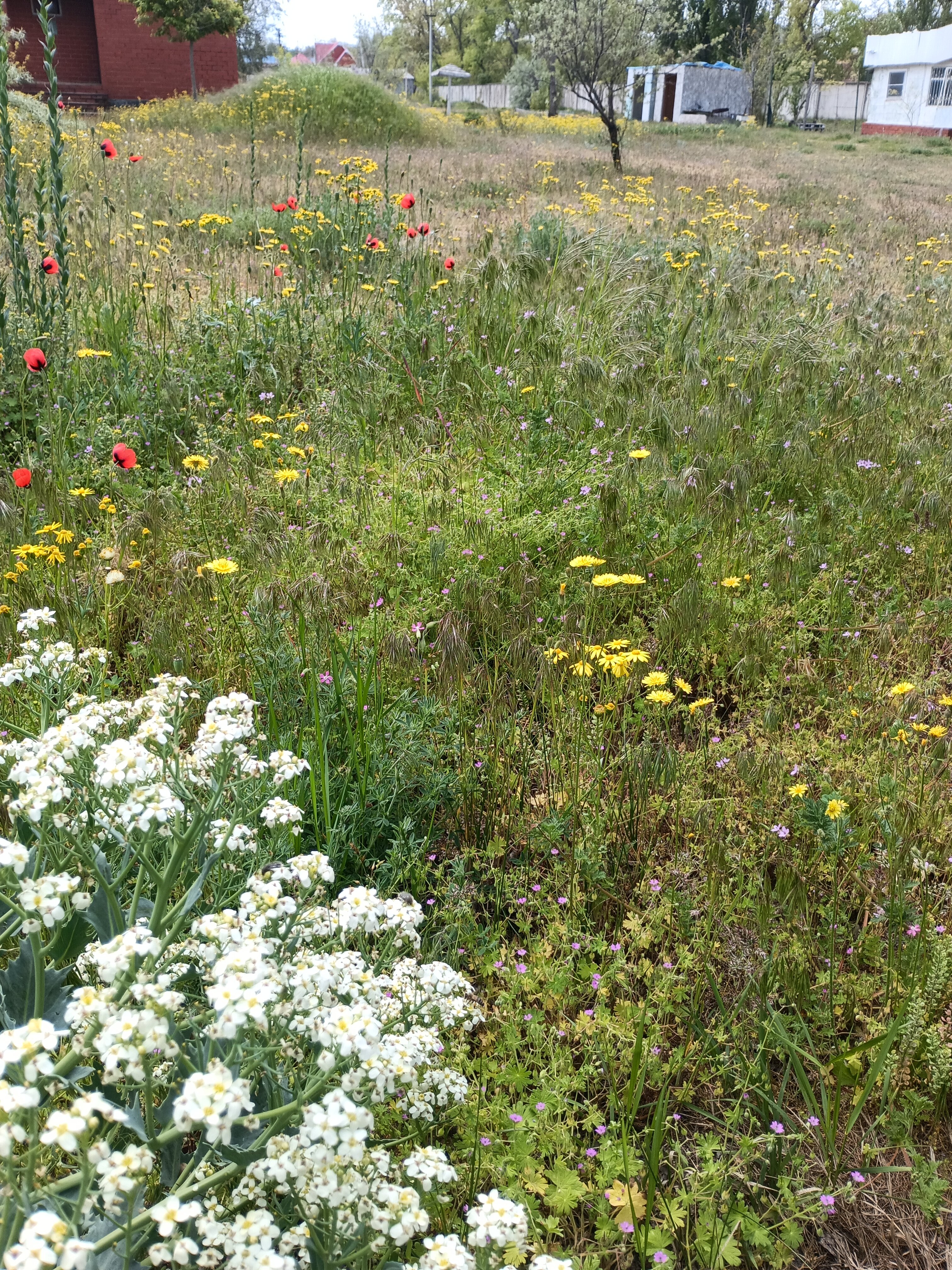 Фото Лазурный