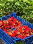 Ягодная ферма (Rostov Region, Aksayskiy rayon, Mishkinskoye selskoye poseleniye) ، المشاريع الزراعية