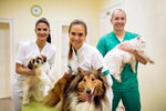 Белый Бим (Frunze Street, 6), veterinary clinic