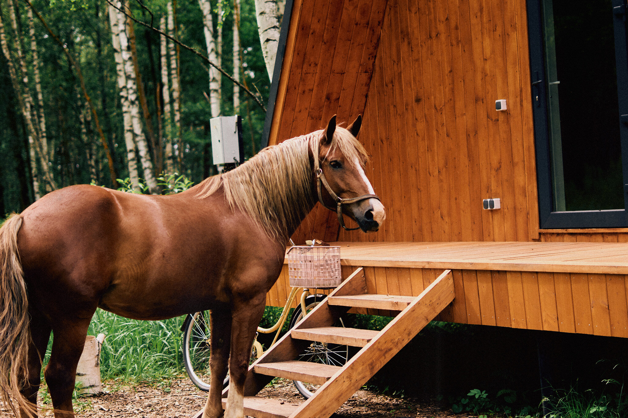 Фото А-Ферма