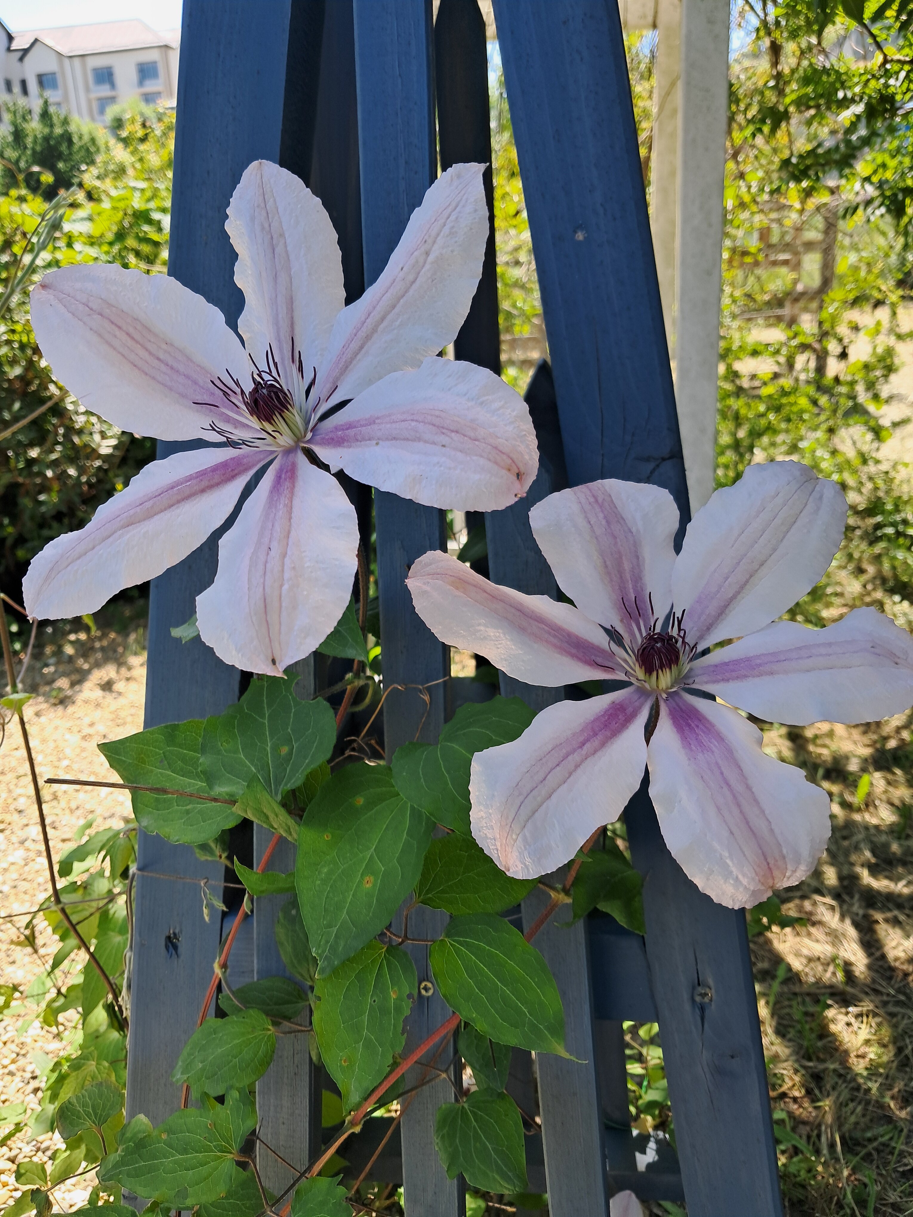 Фото Abrau Garden