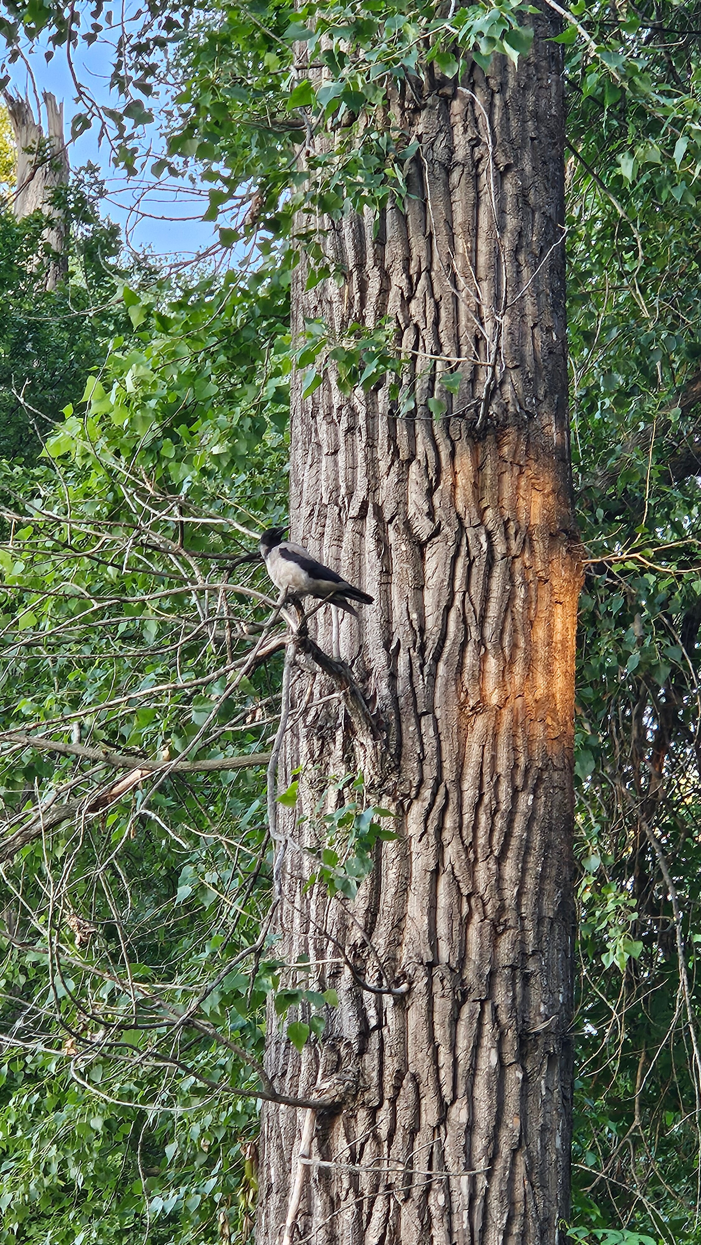 Фото Кошкин дом