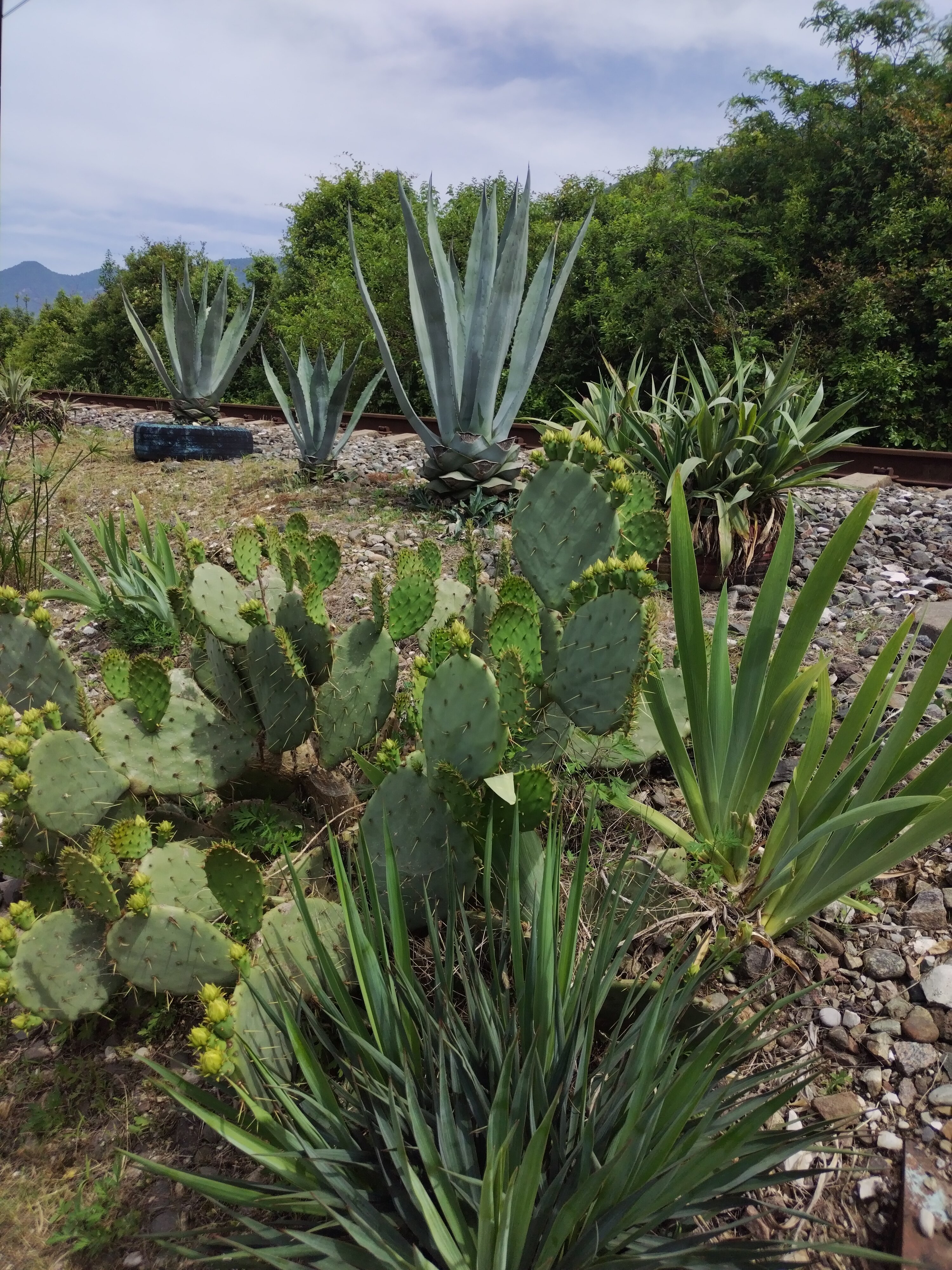 Фото Таминик