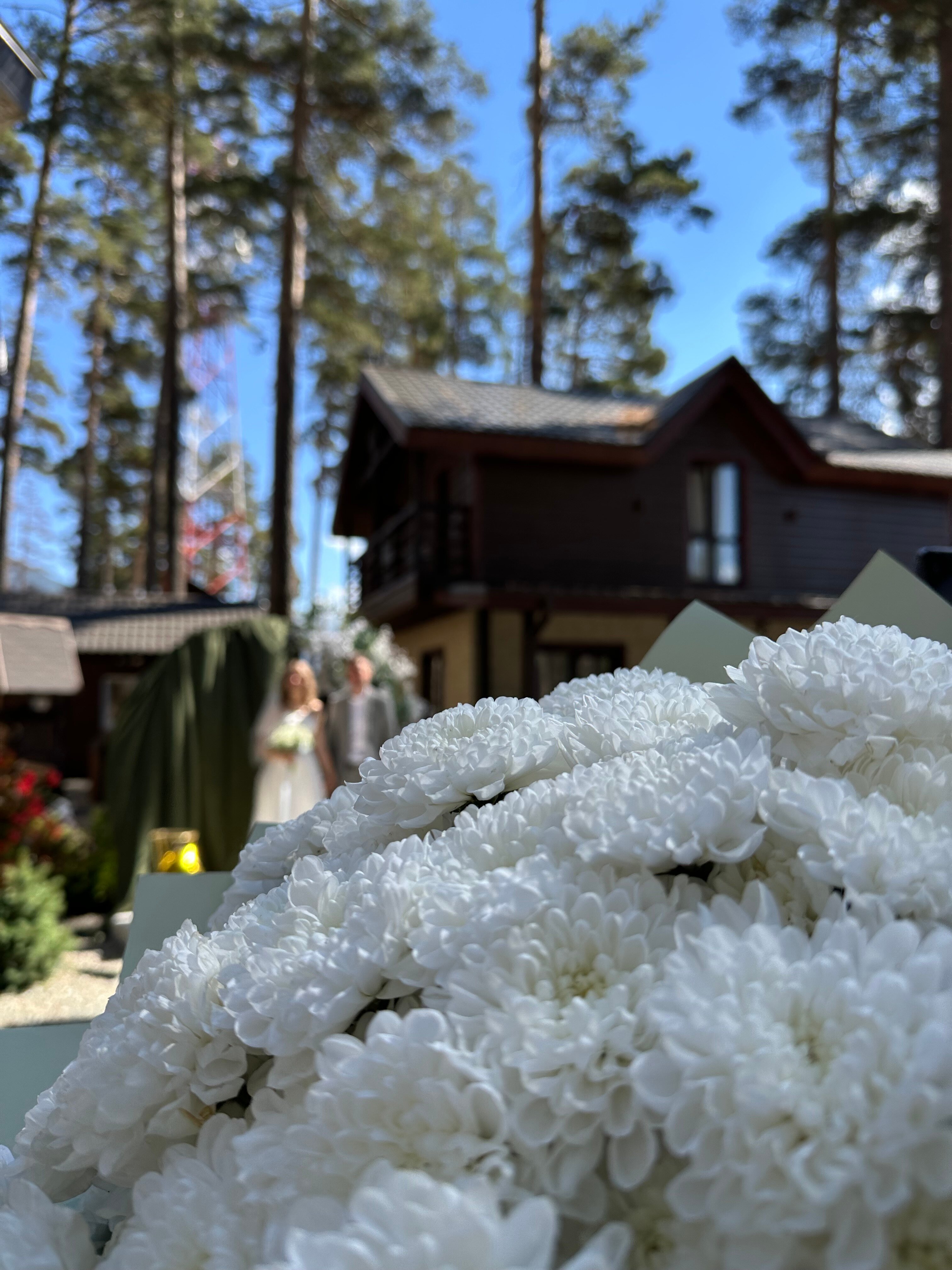 Фото Сосновый бор