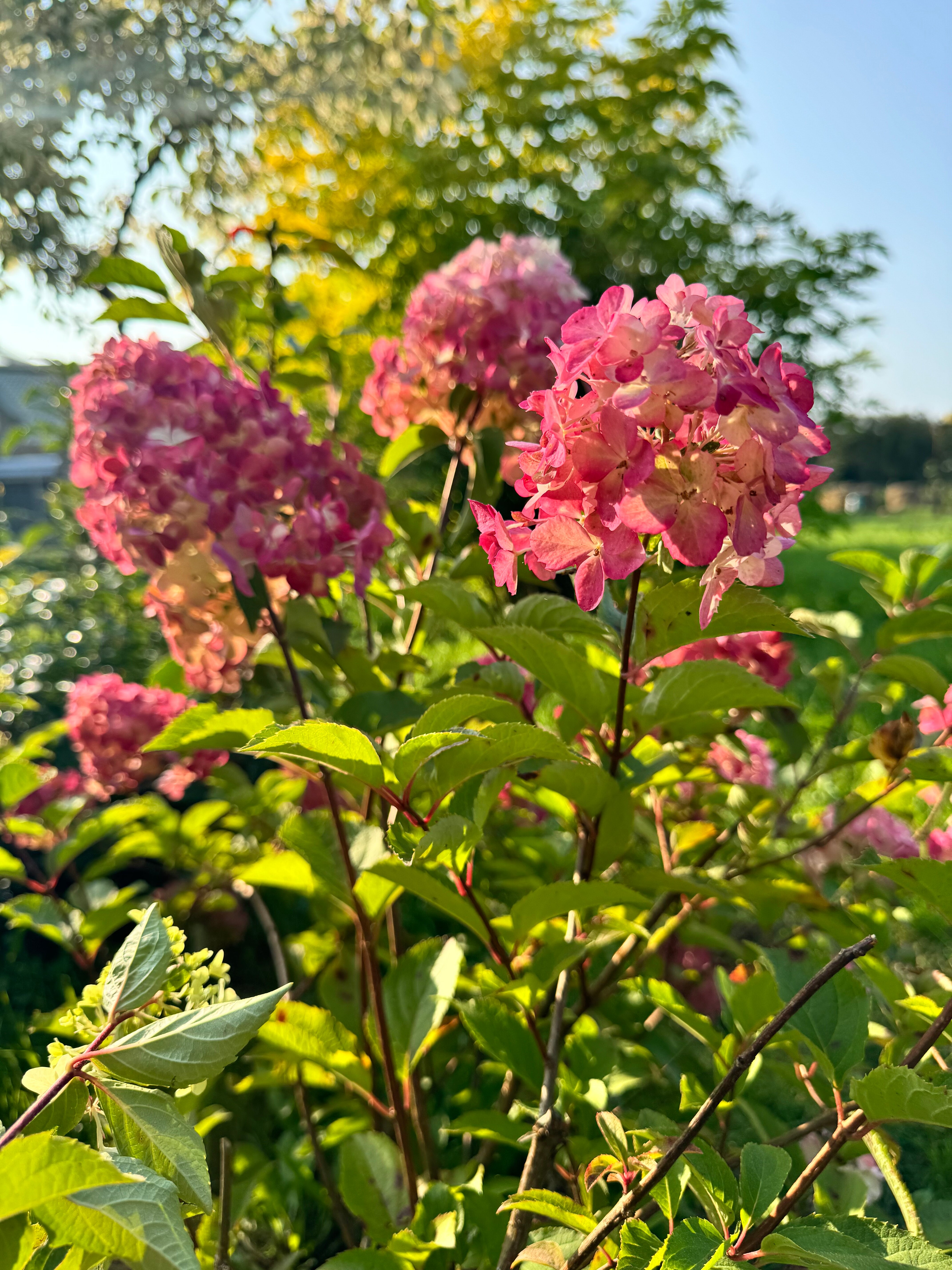 Фото Эль ранчо