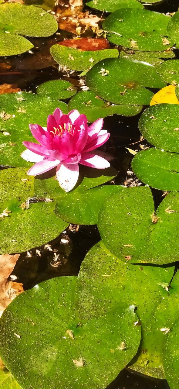 Фото Отрадное Вилла