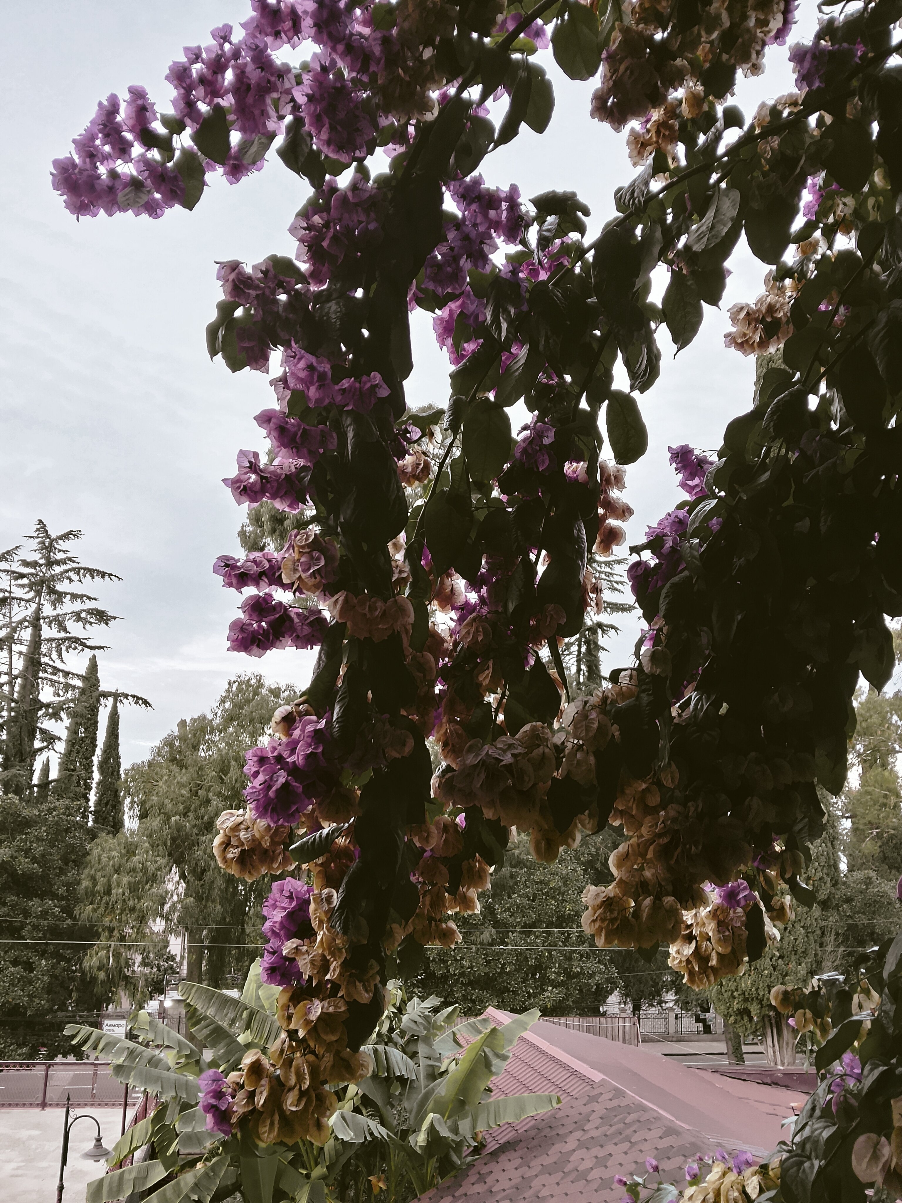 Фото Аимара