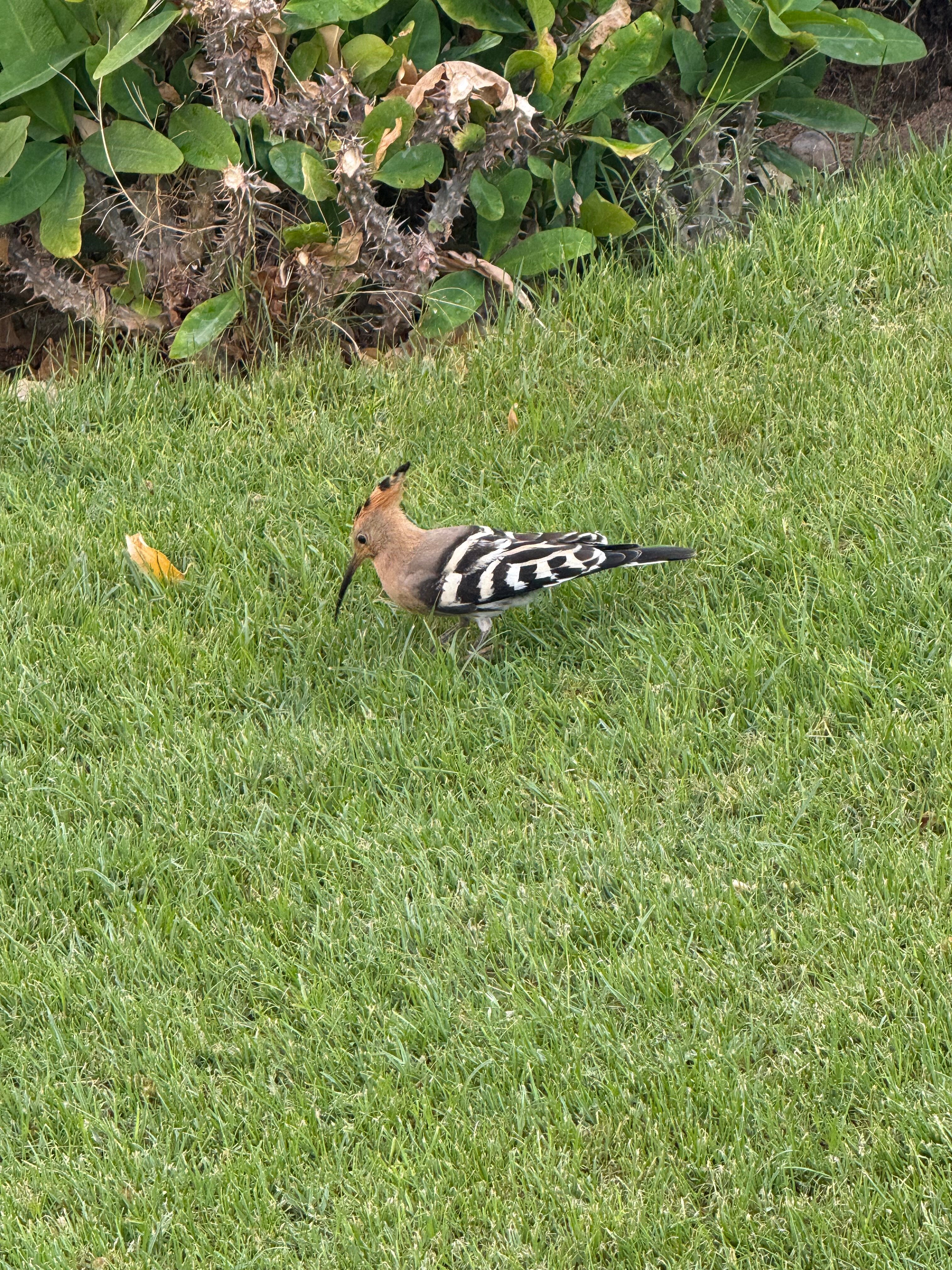 Фото Prima Life Makadi