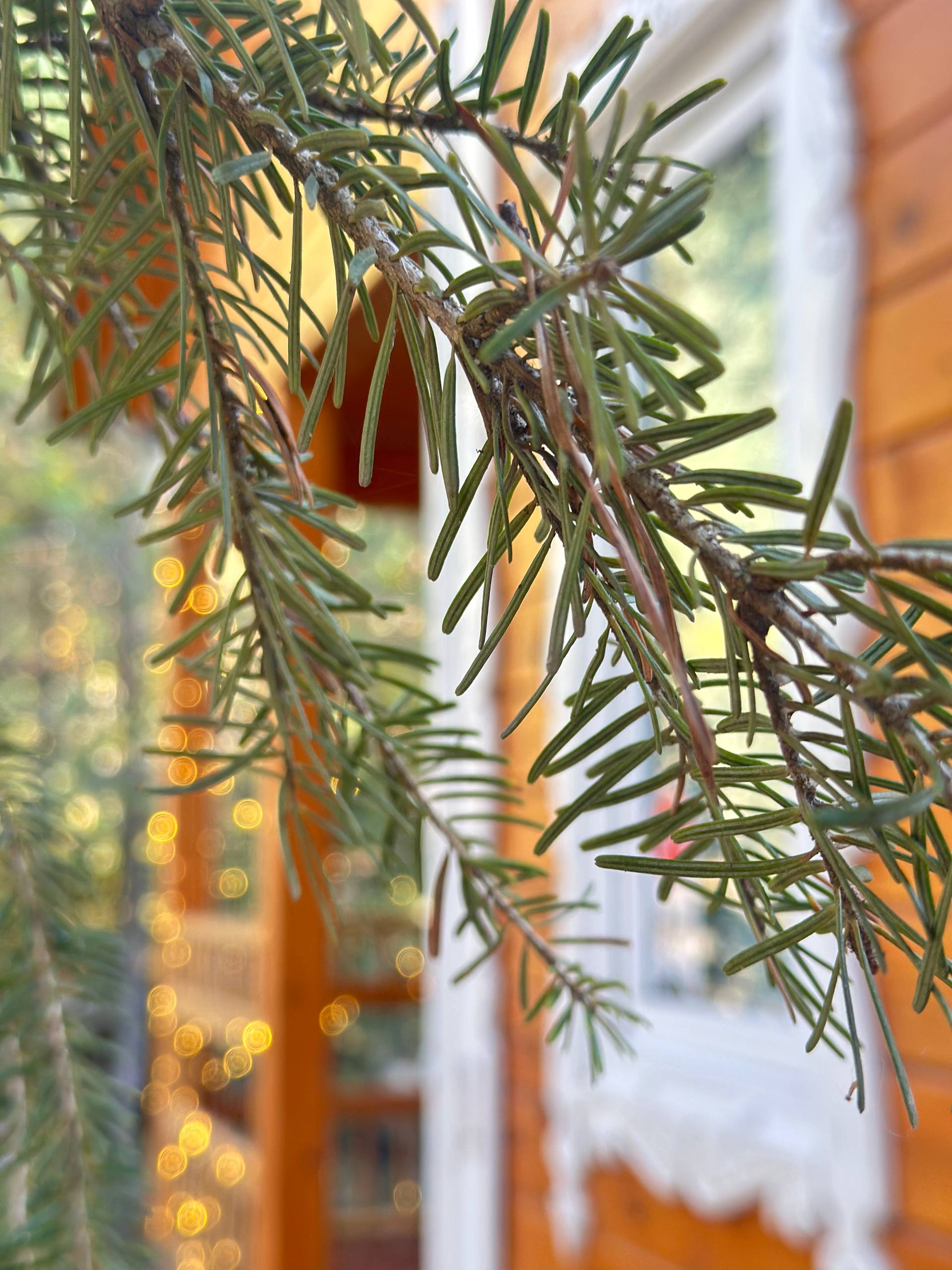 Фото Мухоморье