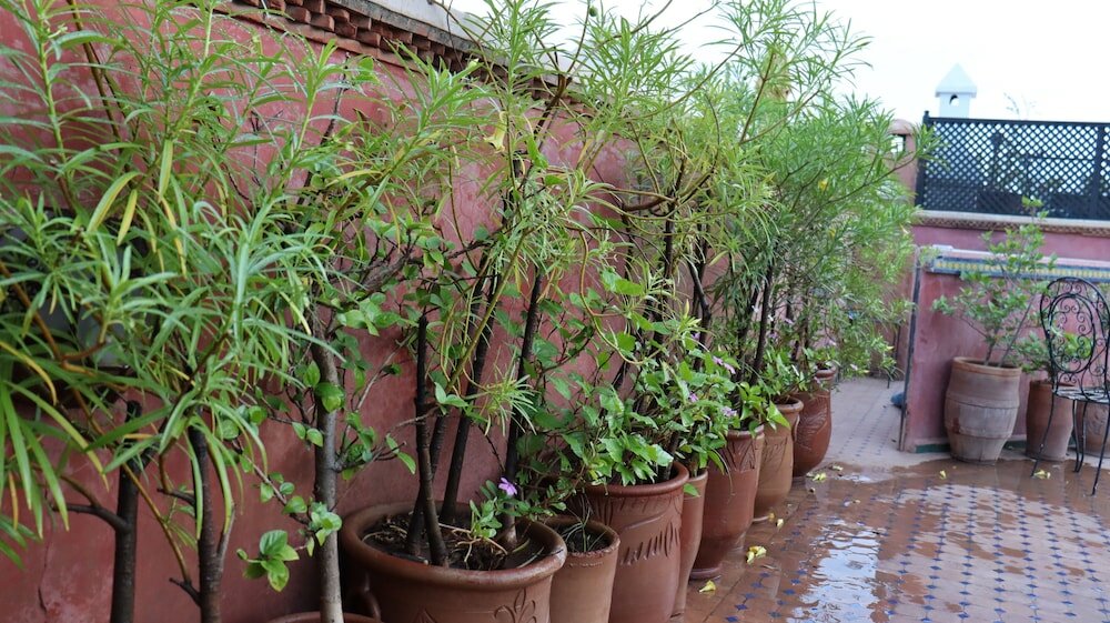 Фото Riad Harmattan