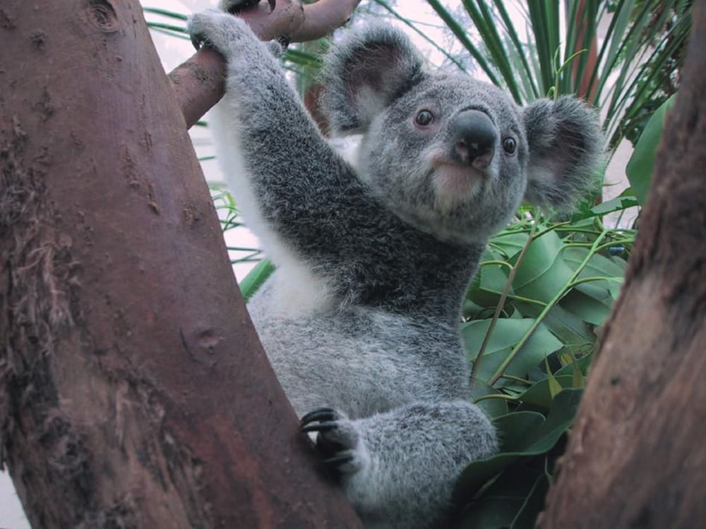 Фото Holiday Inn Express Mechelen City Centre an Ihg Hotel