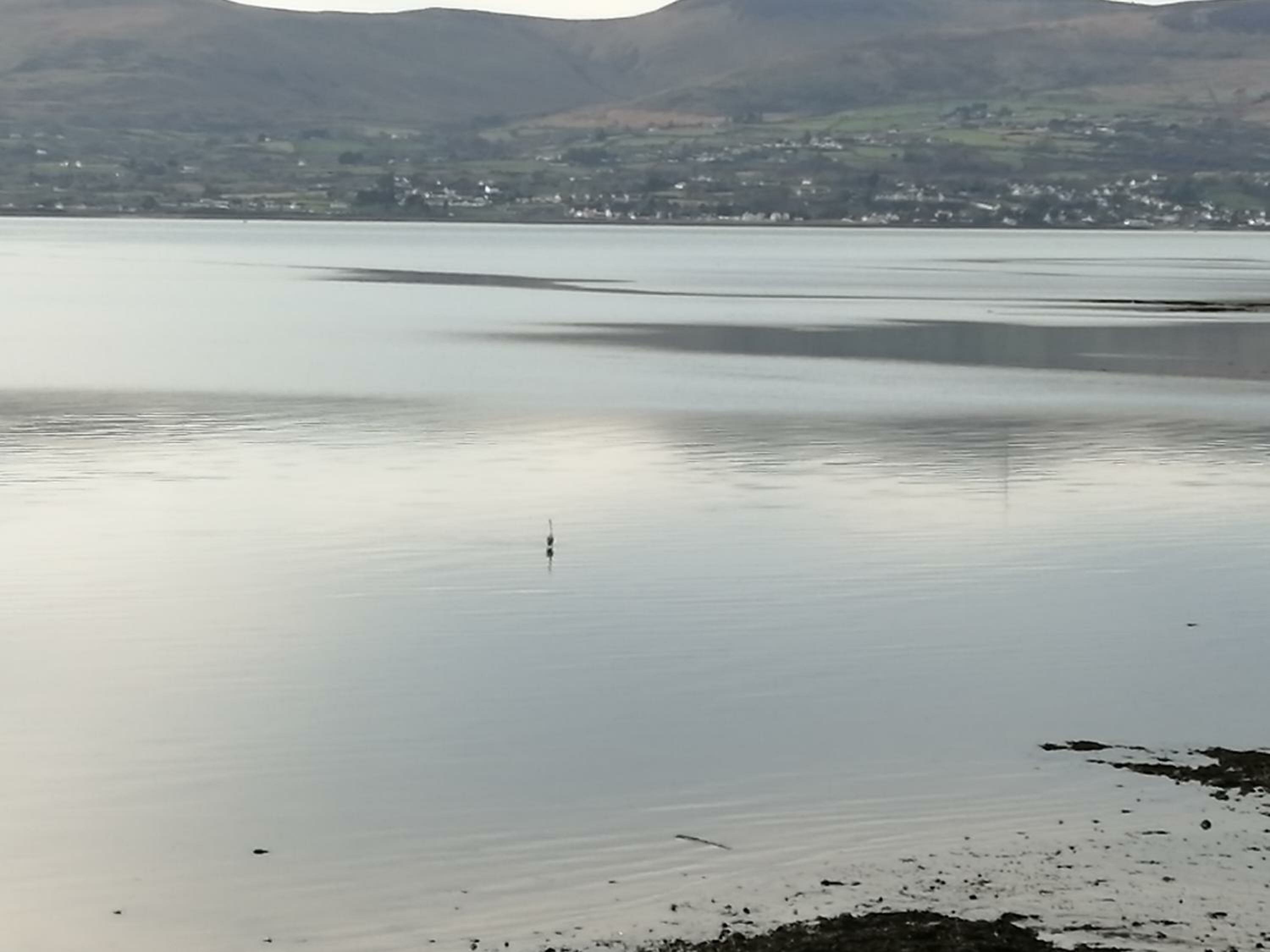 Фото The Oystercatcher
