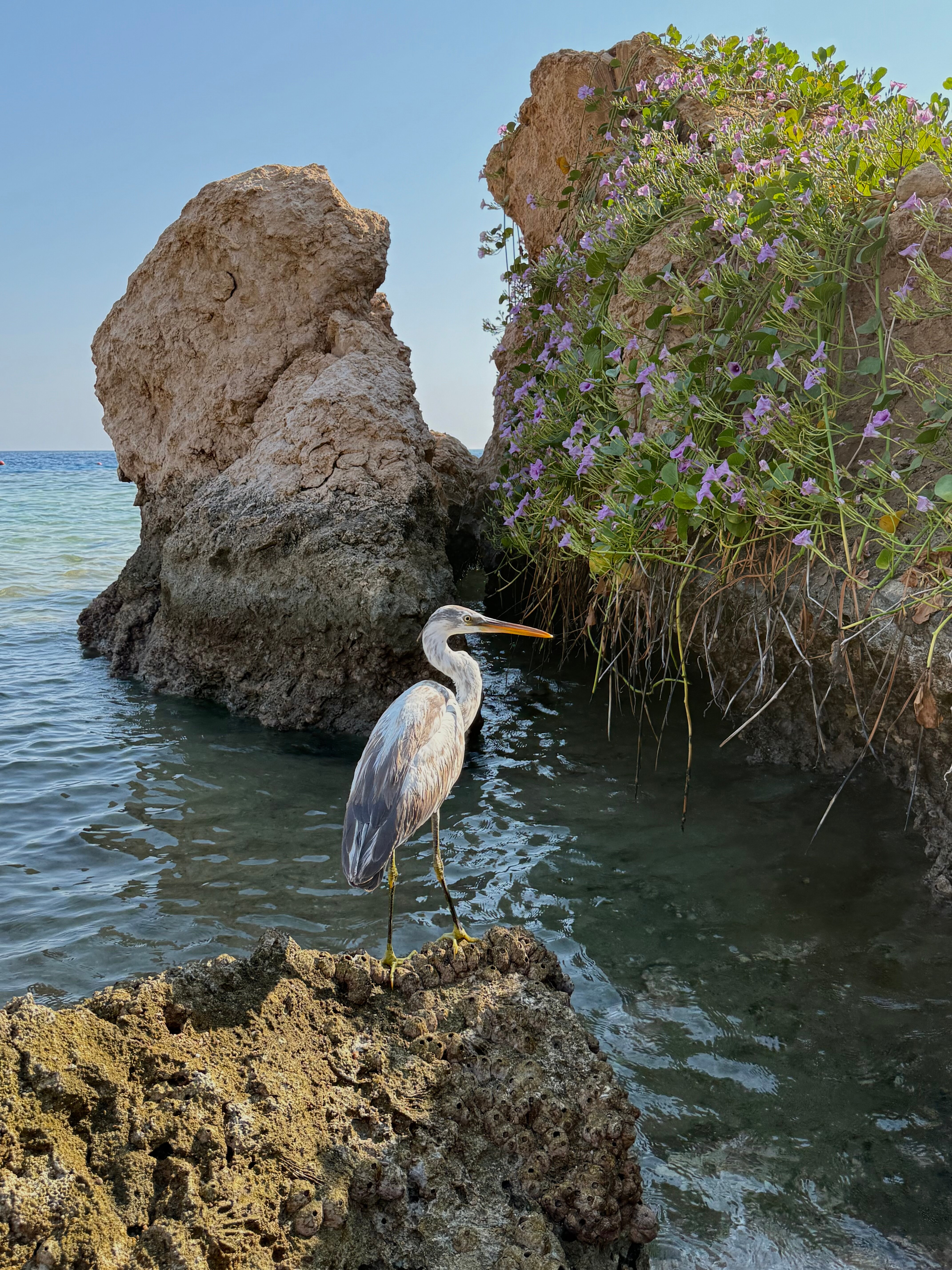 Фото Park Regency Sharm El Sheikh Resort