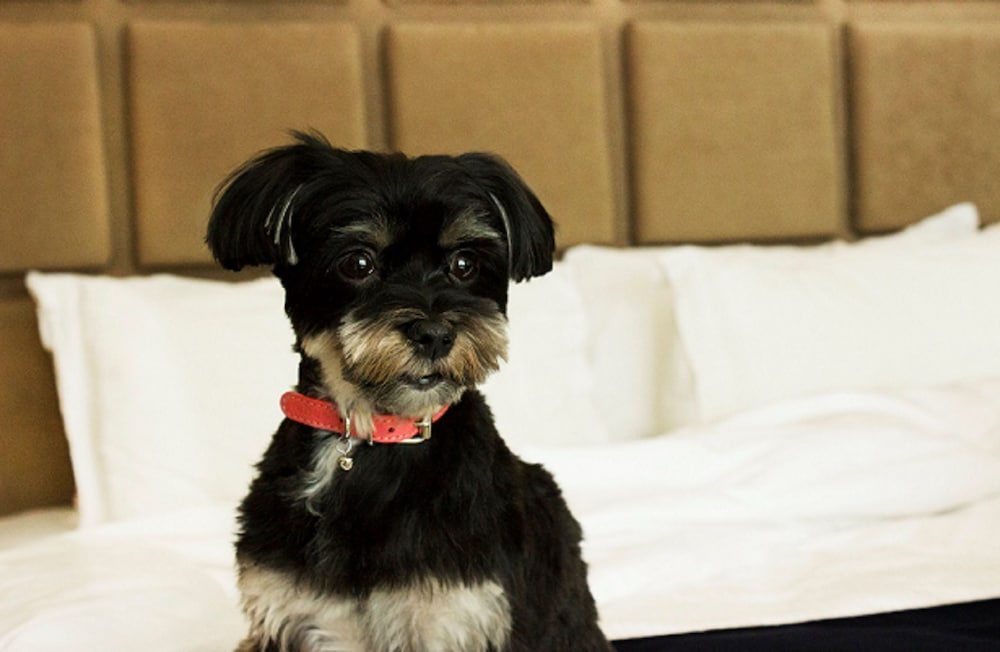 Фото SoHo Hotel Toronto