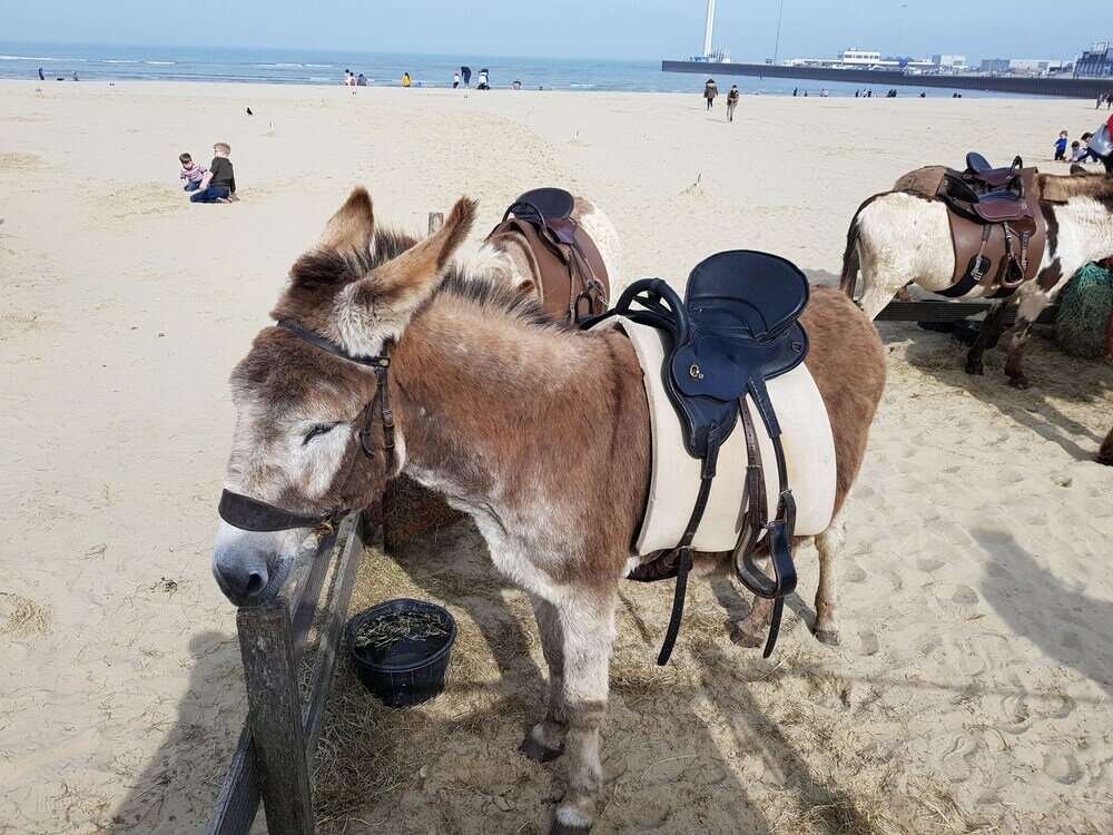 Фото Brunswick Bed & Breakfast