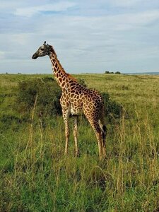 Гостиница ibis Styles Nairobi Westlands