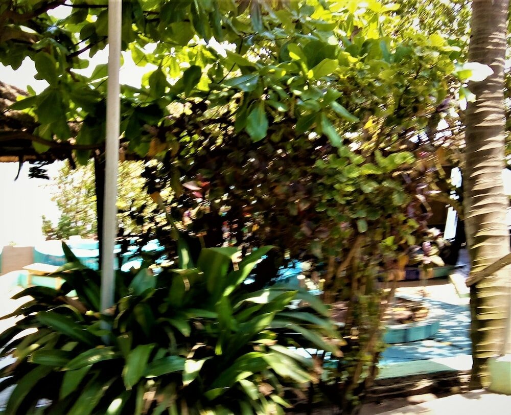 Фото Rising Phoenix