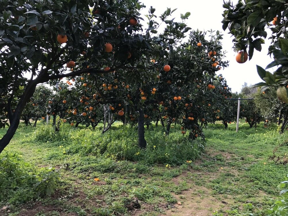 Фото B&b Parco Dei Templi