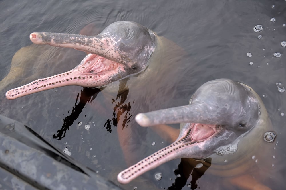Фото Grand Amazon Expedition