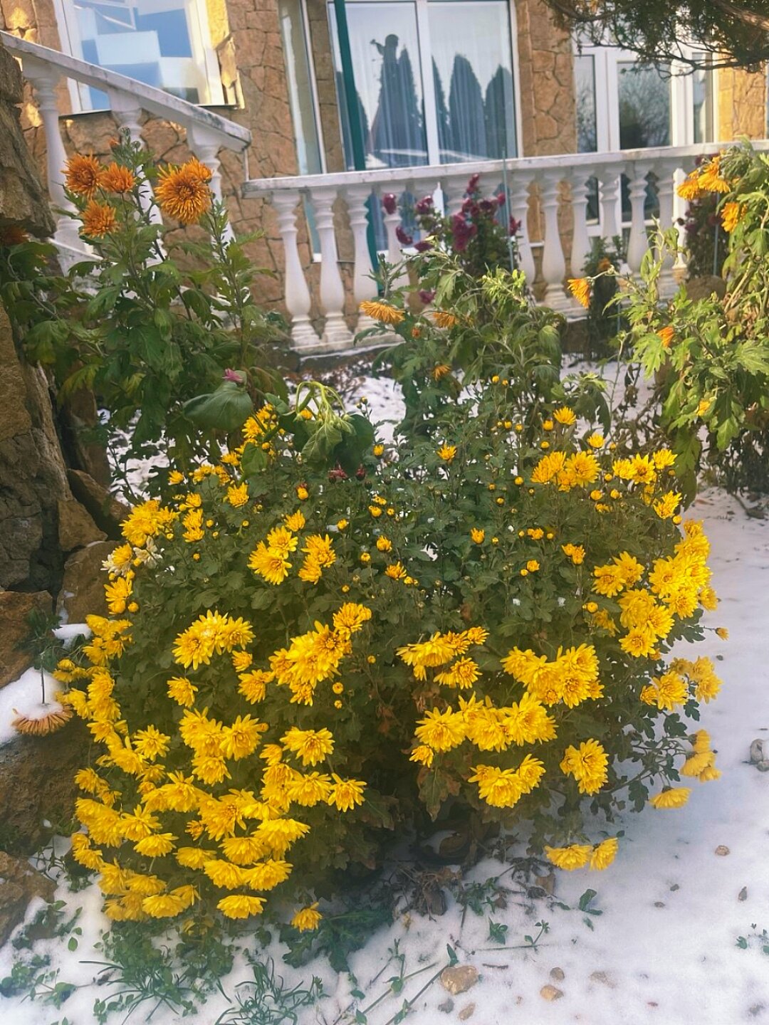 Фото Ласточка