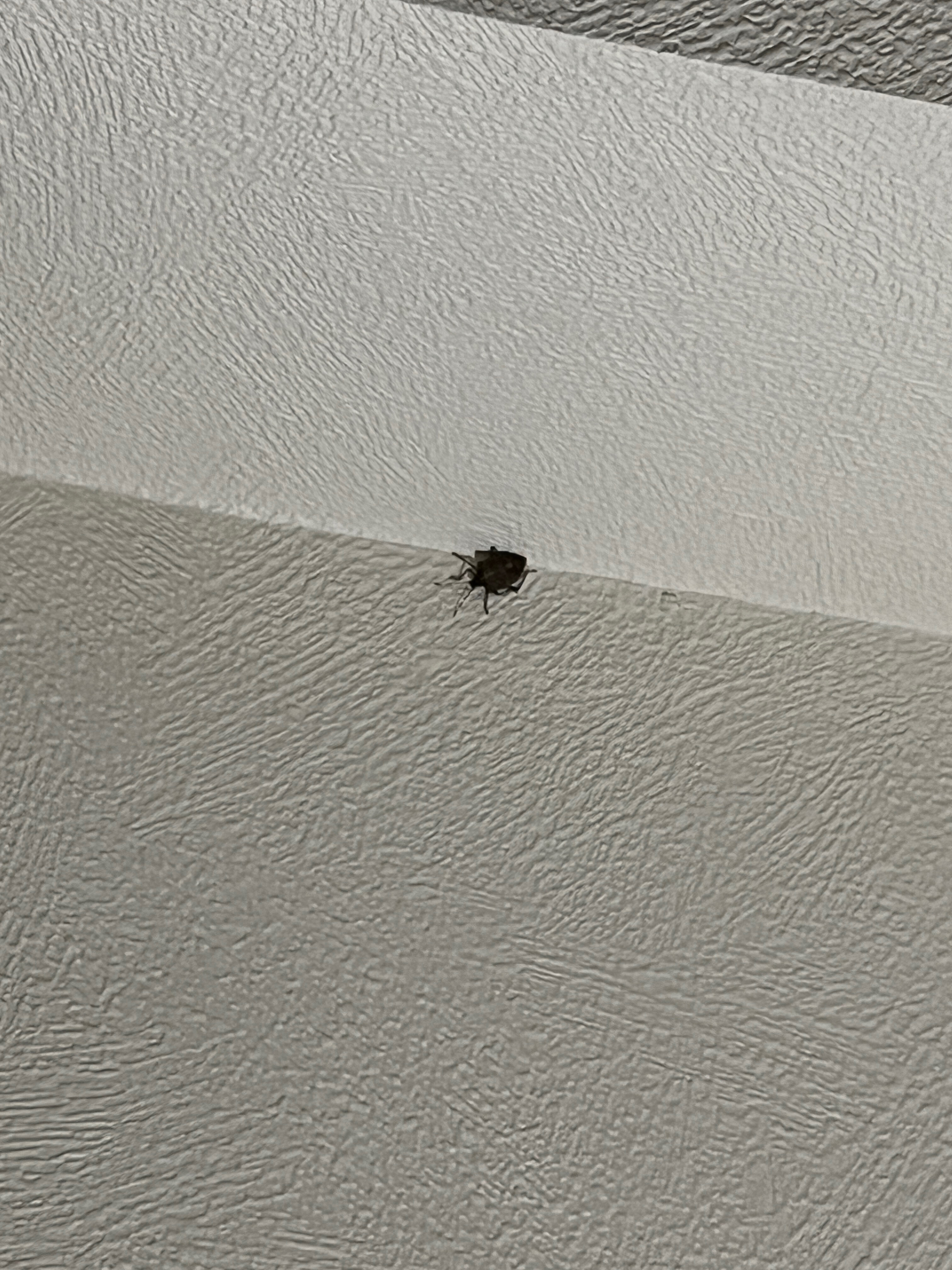 Фото ЭкоДом Адлер