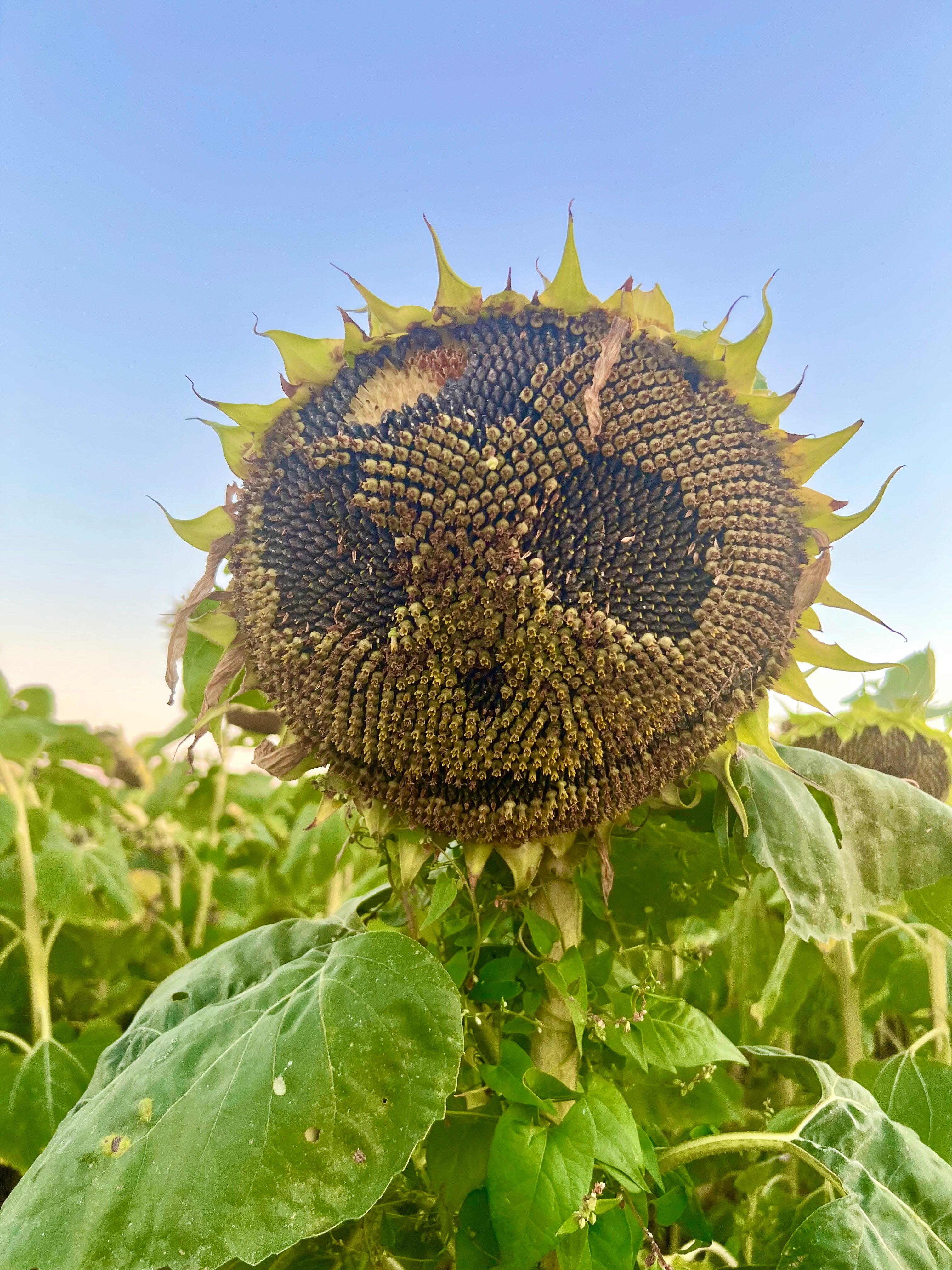 Фото Солнце