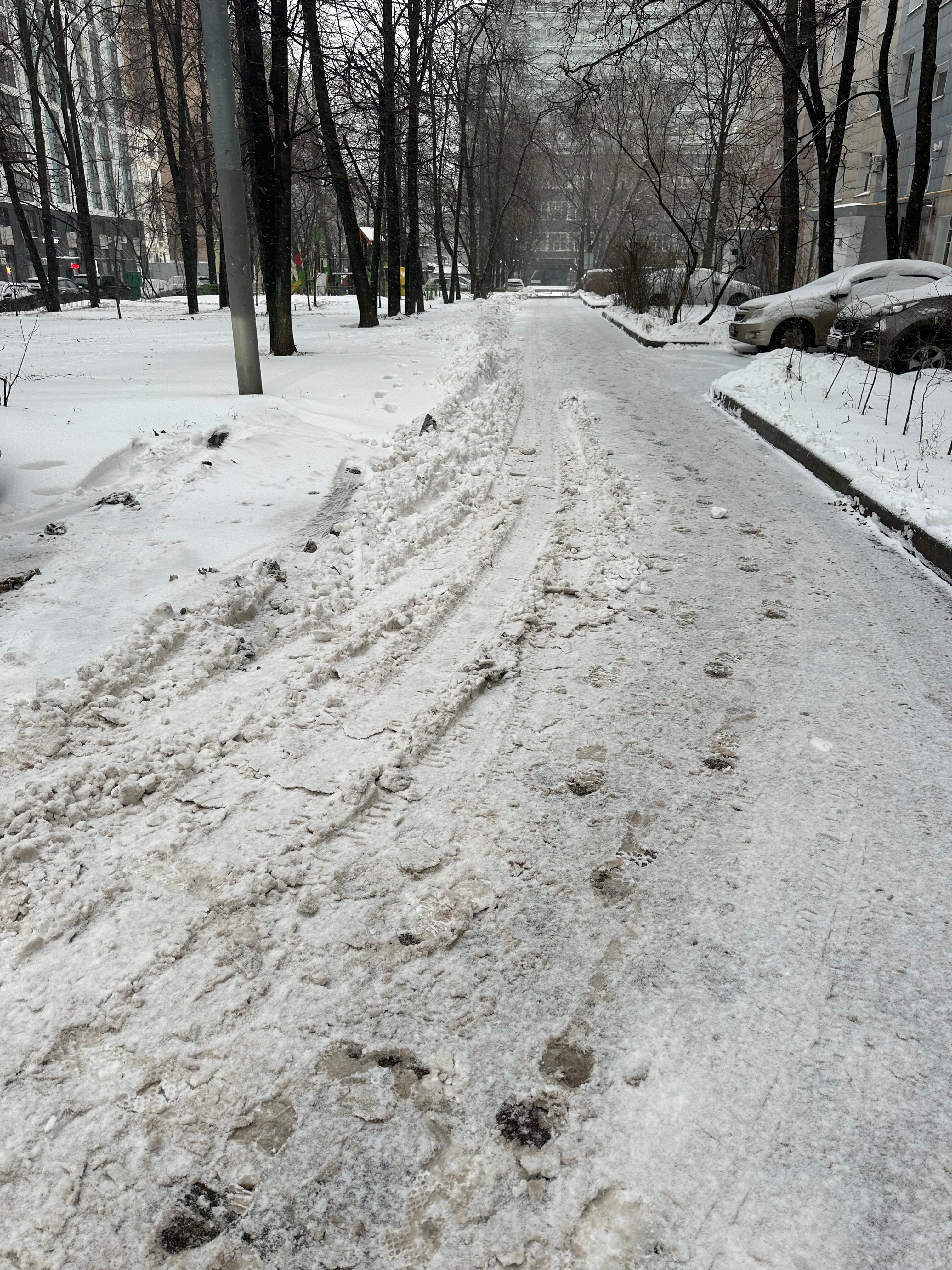 Фото Берёзка